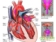 心脏瓣膜疾病